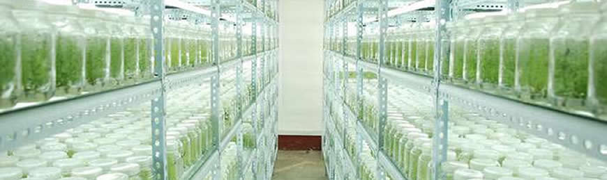 Tissue Culture Supplies